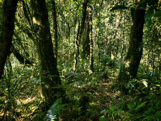 Naklejka premium Meratus Mountains Highland Forest Floor, Tropical Rainforest of Borneo, Indonesia.
