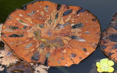 a decaying water lily pad, likely from a Nymphaea species, floating on the surface of the water. 