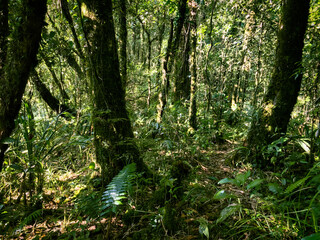 Meratus Mountains Highland Forest Floor, Tropical Rainforest of Borneo, Indonesia.