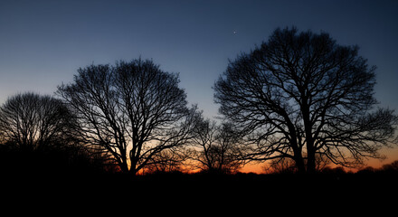 Silhouette of Trees at Dusk