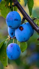 Plums on a branch