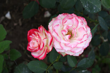 Beautiful red white rose flower closeup in garden, A very beautiful red white rose flower bloomed on the rose tree, Rose flower closeup, bloom flowers, Natural spring flower floral background
