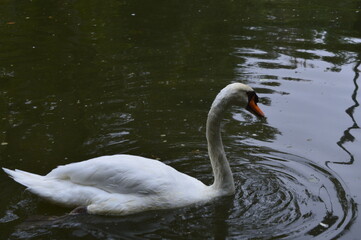 Cisne no lago