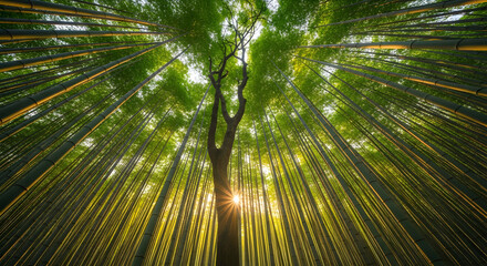 Serene Bamboo Forest Canopy with Sunlight