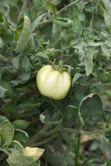 Green unripe Tomato, Green tomatoes plantation. Organic farming, young unripe tomato plant growth in greenhouse, Fresh green unripe tomatoes growing in the garden, Vegetable plantation with tomatoes