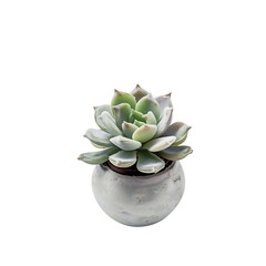 Echeveria Succulent Plant in Small Metallic Pot on White Background
