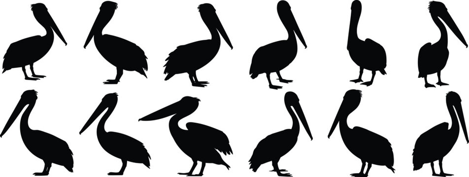 Pelican silhouettes, bird shapes, coastal wildlife, seabird outlines, flying pelican, marine bird, nature design, avian icons, tropical fauna, vector illustration