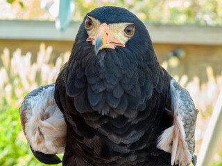 Majestic Bald Eagle Close-Up Portrait with Piercing Yellow Eyes