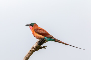 Southern Carmine Bee-eater perched