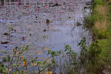 Pink water lilies blooming in pond with city building reflection