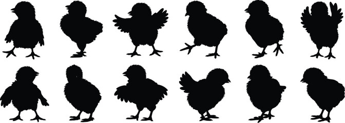 Chick silhouette collection, baby bird vector, poultry animal icons, farm bird clipart, cute chick poses, domestic bird illustration set