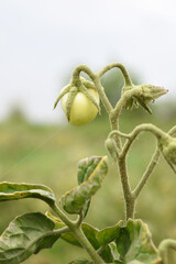Green unripe Tomato, Green tomatoes plantation. Organic farming, young unripe tomato plant growth in greenhouse, Fresh green unripe tomatoes growing in the garden, Vegetable plantation with tomatoes