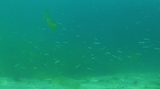 Mediterranean sand eel Gymnammodytes cicerelus, large flock of small fish above the seabed in the Black Sea