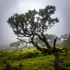 Misty highland landscape with windswept trees