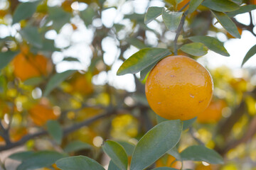 ripe oranges on tree, close-up of a beautiful orange tree with orange, fruit hanging on a tree, Close-up of ripe oranges hanging on a tree in an orange plantation garden, Chakwal, Punjab, Pakistan
