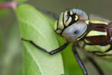 Hairy Dragonfly (Brachytron pratense) perched on green leave