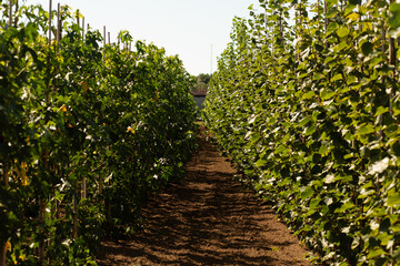 A dirt pathway leading through rows of young trees in a sunny plantation.