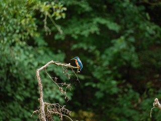 Kingfisher 