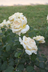 Beautiful white rose flower closeup in garden, A very beautiful white rose flower bloomed on the rose tree, Rose flower closeup, bloom flowers, Natural spring flower, Natural floral background,