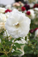 Beautiful white rose flower closeup in garden, A very beautiful white rose flower bloomed on the rose tree, Rose flower closeup, bloom flowers, Natural spring flower, Natural floral background,