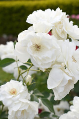 Beautiful white rose flower closeup in garden, A very beautiful white rose flower bloomed on the rose tree, Rose flower closeup, bloom flowers, Natural spring flower, Natural floral background,