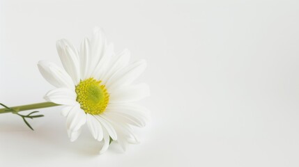Obraz premium Macro Floral Closeups: Isolated Daisies, White Chamomile & Yellow Chrysanthemum Blooms