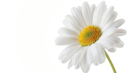Macro Floral Closeups: Isolated Daisies, White Chamomile & Yellow Chrysanthemum Blooms