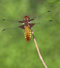 Broad-bodied Chaser (Libellula depressa), a common dragonfly species found in Europe and central Asia. 