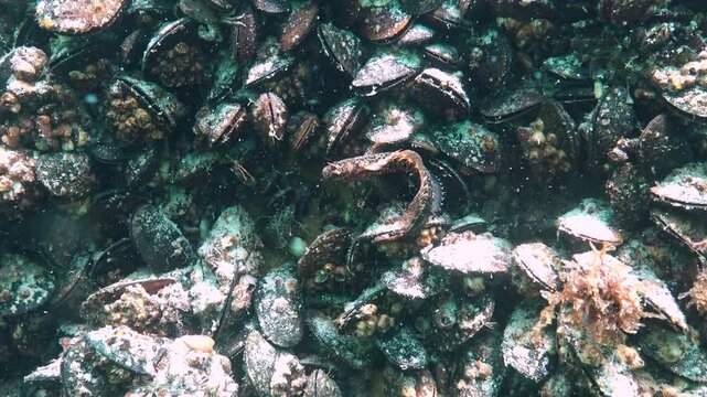 A long-eared blenny (Parablennius sanguinolentus) sits on a mussel in the Black Sea.