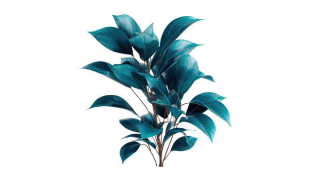 Ornamental plant decorative foliage green leaves indoor outdoor garden tropical nature botanical potted flora houseplant agriculture landscaping isolated on white background