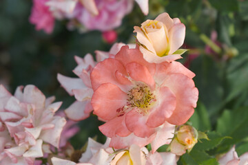 Fototapeta premium Beautiful pink rose flower closeup in garden, A very beautiful pink yellow rose flower bloomed on the rose tree, Rose flower closeup, bloom flowers, Natural spring flower floral background