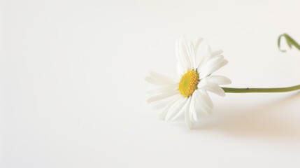 Obraz premium Macro Floral Closeups: Isolated Daisies, White Chamomile & Yellow Chrysanthemum Blooms