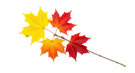 Isolated colorful maple tree leaves on a branch, Autumn seasonal plant foliage concept
