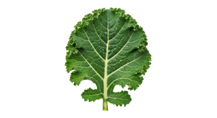 Isolated leaf of kale, green vegetable with curly edges and water droplets for cooking food