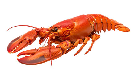 Isolated cooked lobster ready to eat, seafood delicacy with claws and segmented tail