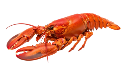 Isolated cooked lobster ready to eat, seafood delicacy with claws and segmented tail