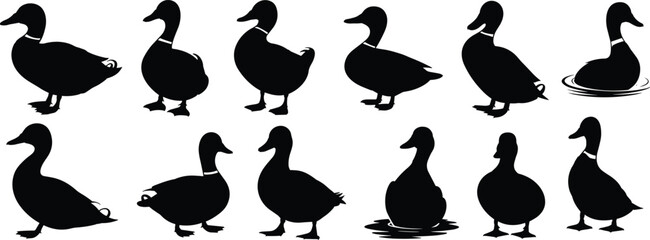 Duck silhouette icons, waterfowl vector set, bird illustration pack, wild duck poses, swimming duck art, standing duck graphics, flying duck design