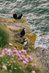 Puffins on Cliffside