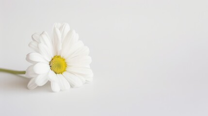 Obraz premium Macro Floral Closeups: Isolated Daisies, White Chamomile & Yellow Chrysanthemum Blooms