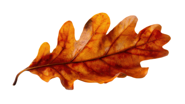 Dried Brown Oak Leaf Isolated on White Background