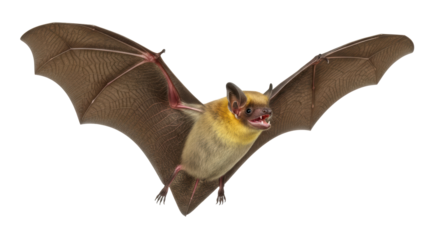 Isolated bat with wings spread, ready for Halloween or other nocturnal seasonal needs
