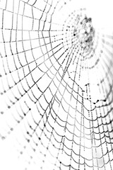 Obraz premium Transparent overlay background of a spider web spooky texture 