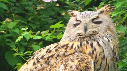 great horned owl in flight