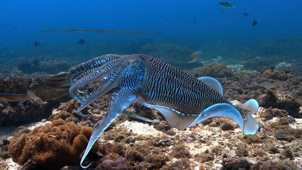 octopus on the beach © А Васильев