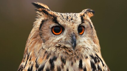 portrait of an owl