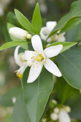 Fototapeta premium Blossoming orange tree flowers, orange blossoms, Spring harvest, closeup of Orange tree branches with flowers and leaves, buds and leaves, white little flower closeup, Chakwal, Punjab, Pakistan