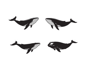 Four distinct hand drawn black and white illustrations of majestic whales swimming gracefully in a clean white background