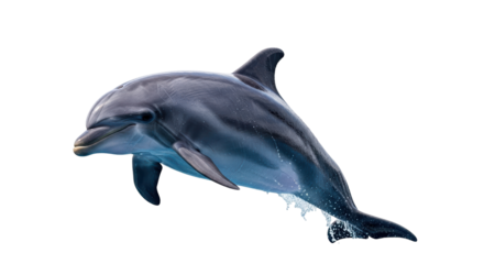 Isolated bottlenose dolphin leaping upward in the ocean, close-up shot of marine wildlife