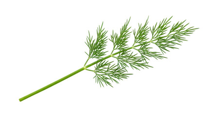 Isolated branch of fresh green dill, a culinary herb, aromatic food ingredient, seasoning