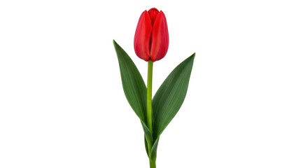 Isolated single tulip, upright red flower blooming, springtime botanical floral element